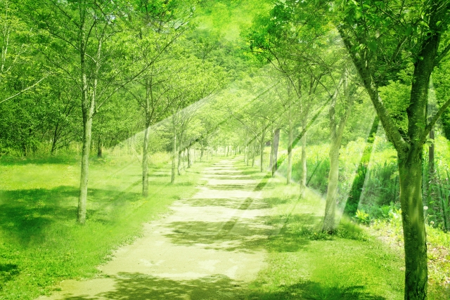 光り輝く森の道