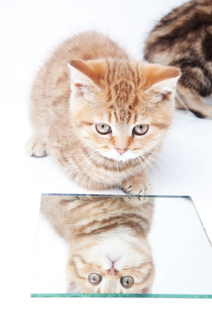 ネコと鏡